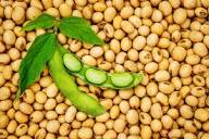 Soya Fasulyesi (Arjantin Menşei) - İskenderun Antrepo Stok